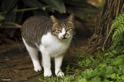 野猫进家|家里猫总带野猫回家怎么办？正确驱赶野猫的方法